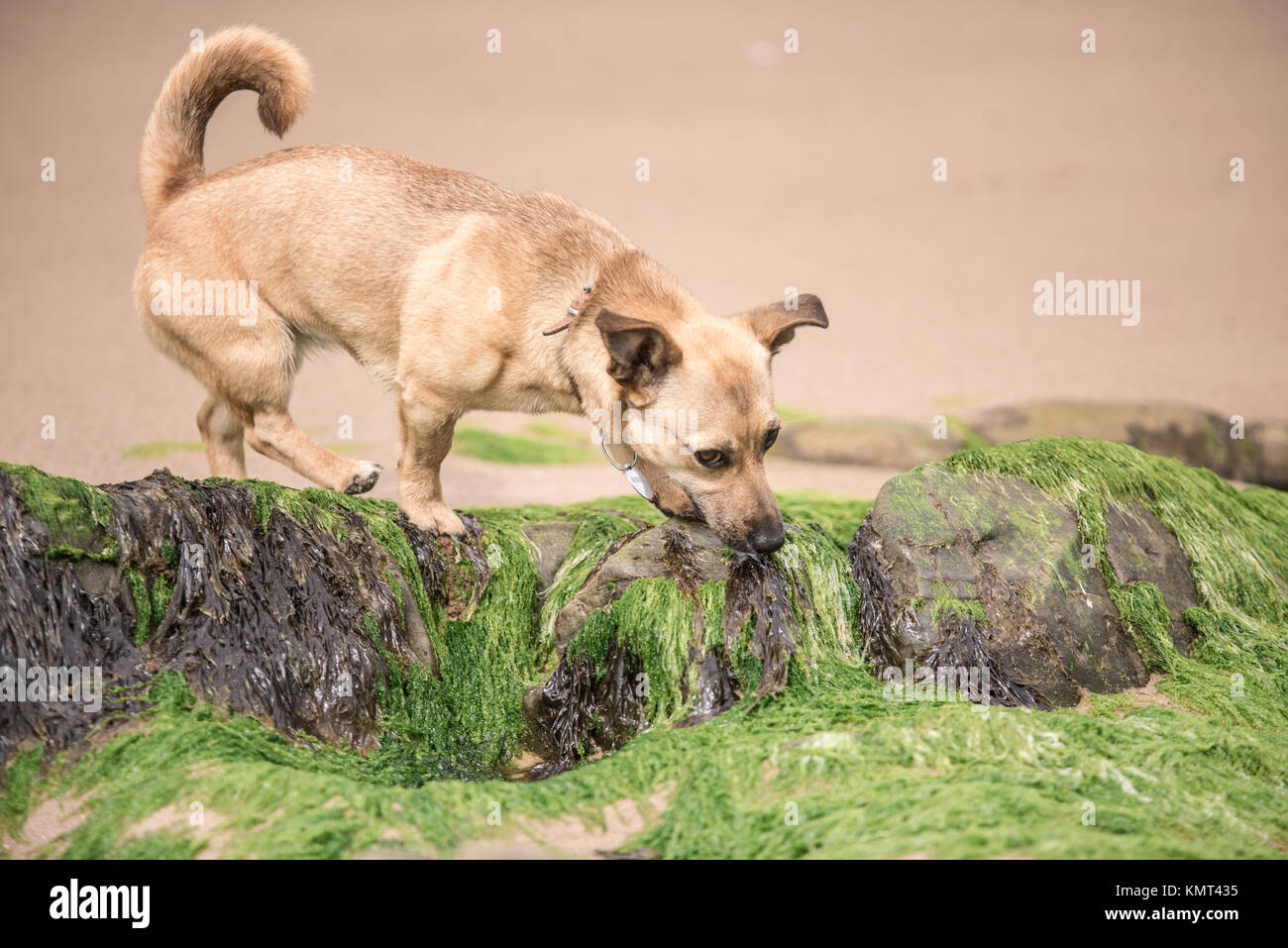 Cute Happy Young Ginger Dog Being Playful on a Beach Stock Photo Alamy