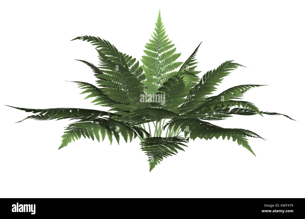 Green forest fern on a white background Stock Photo