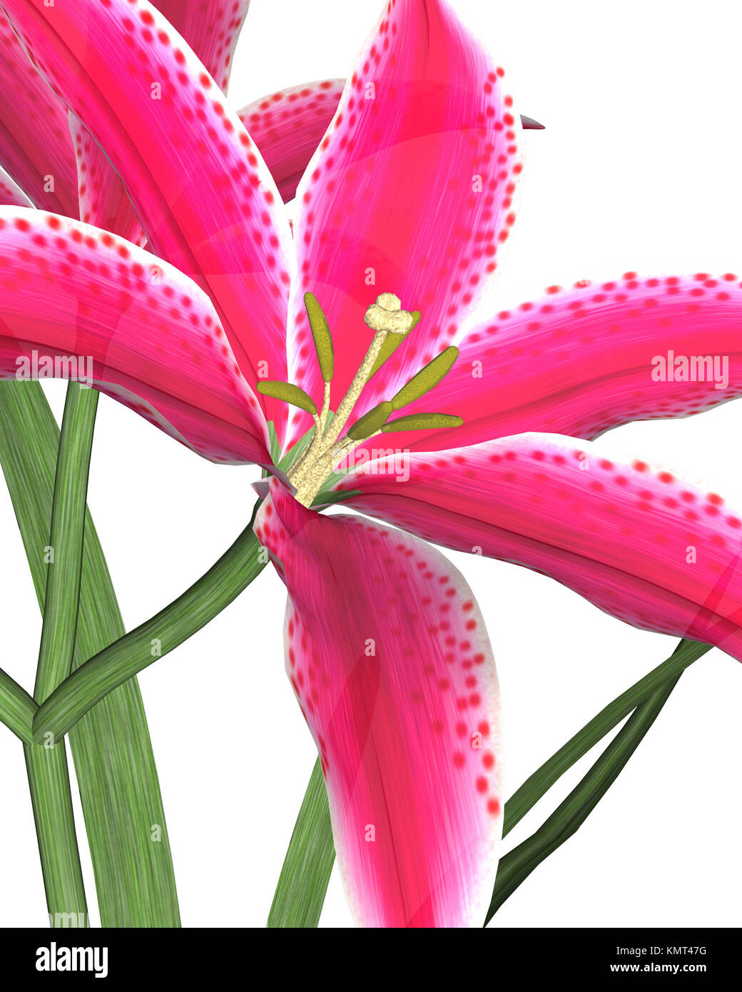 Large pink lily on a white background Stock Photo