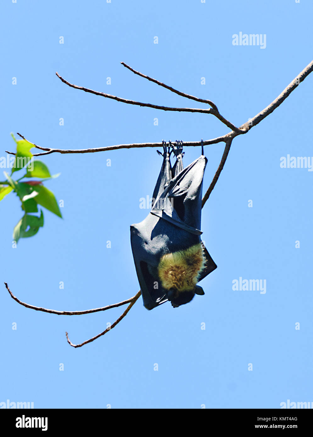 Spectacled flying fox or Spectacled Fruit Bat (Pteropus conspicillatus), is a megabat that lives in Queensland, Australia Stock Photo