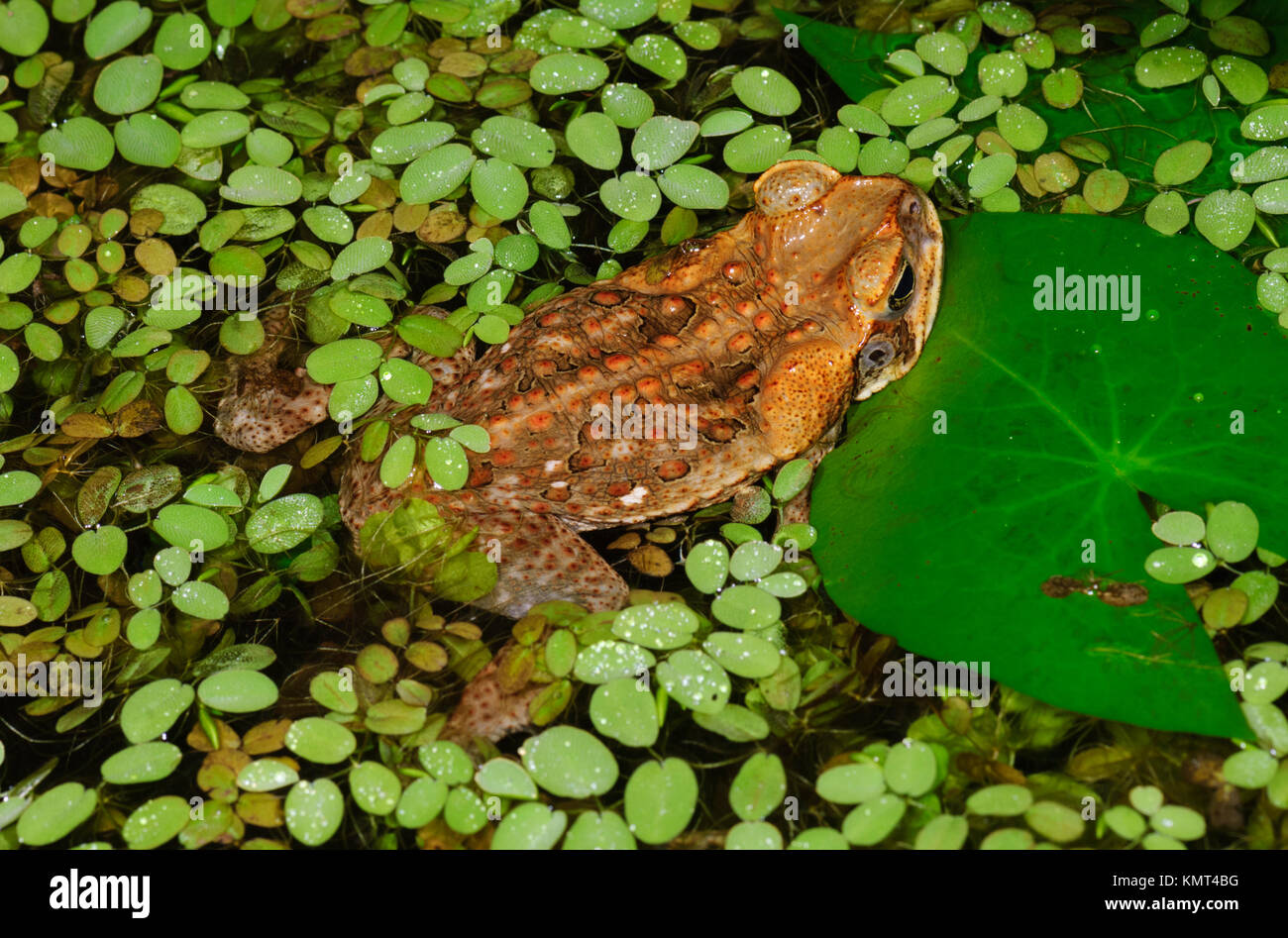 Cane Toad (Bufo Marinus or Rhinella marina) is a pest introduced species in Australia Stock Photo