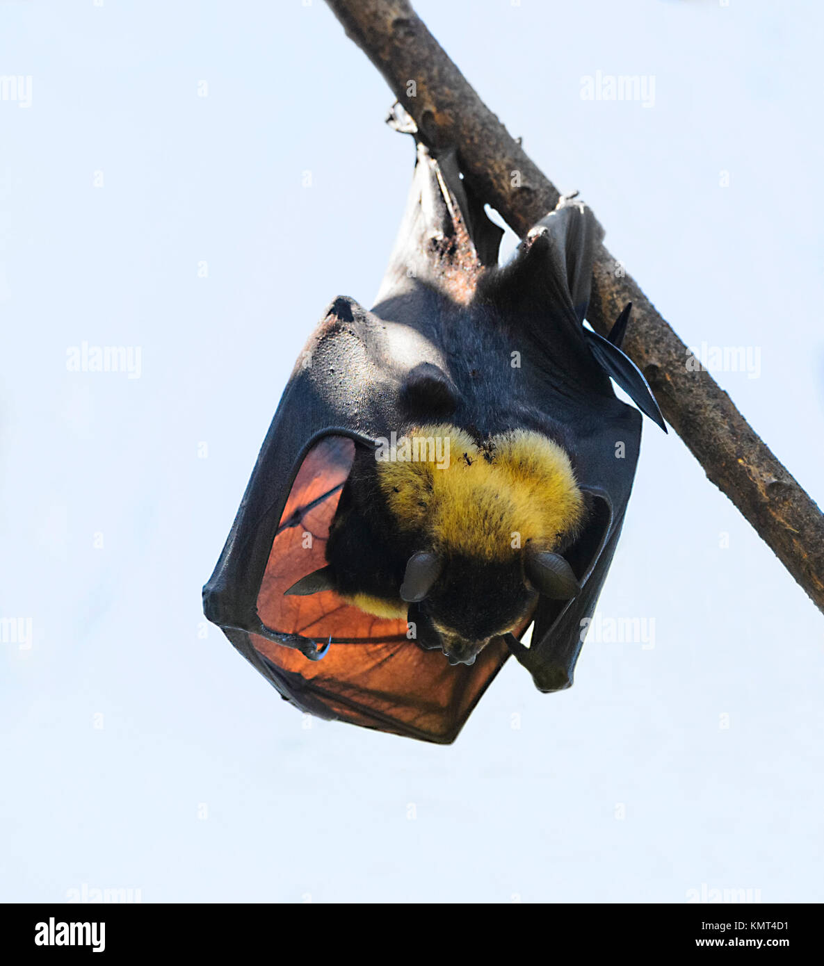Spectacled flying fox or Spectacled Fruit Bat (Pteropus conspicillatus) with a baby. It is a megabat that lives in Queensland, Australia Stock Photo