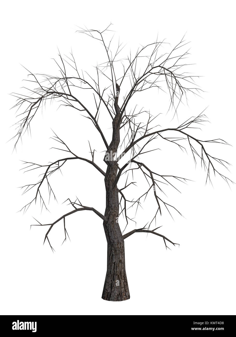 Dead tree with no leaves on a white background Stock Photo Alamy