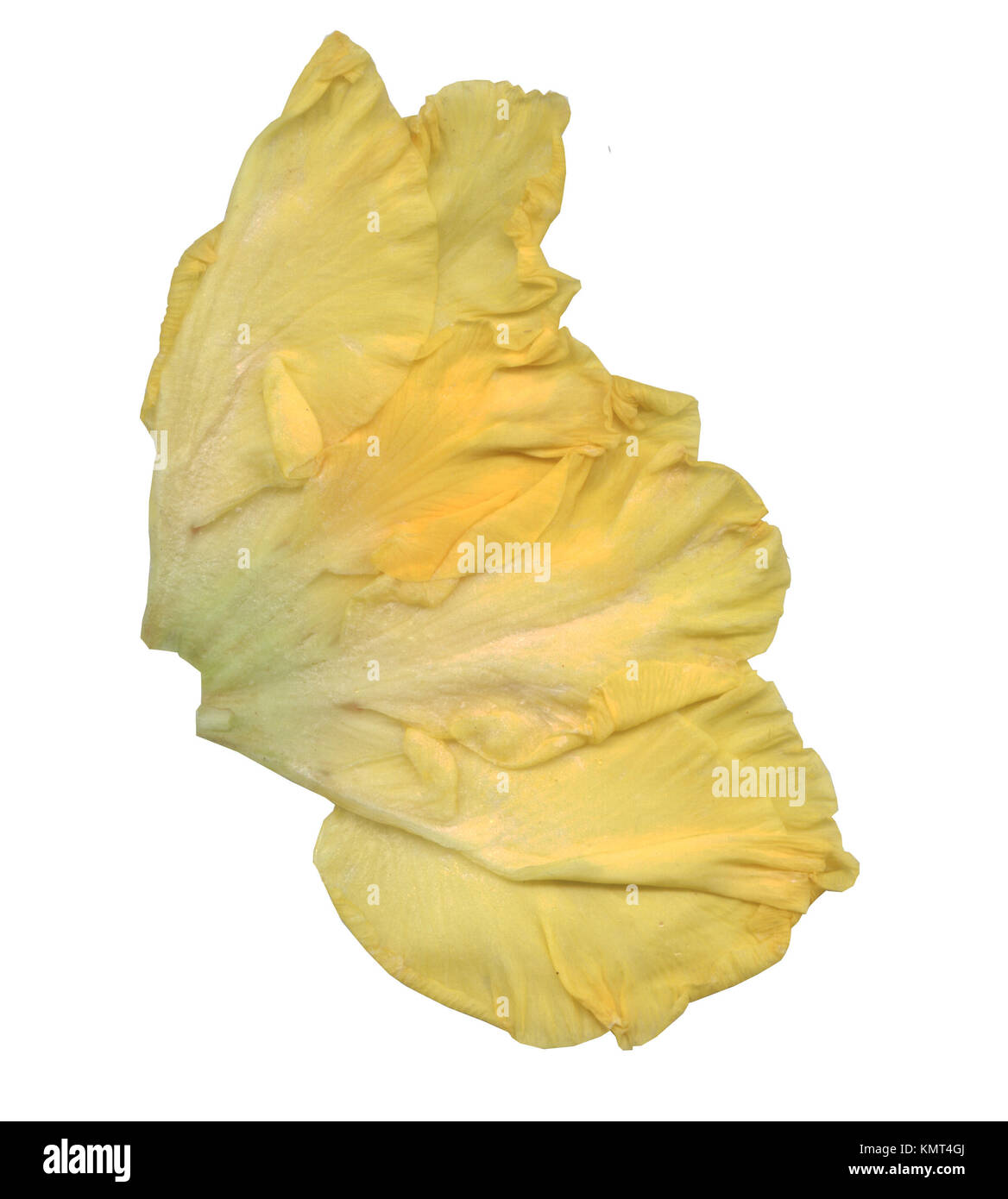 Yellow rose petals on a white background Stock Photo - Alamy