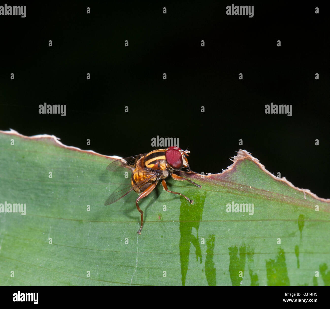 Fly, Far North Queensland, FNQ, QLD, Australia Stock Photo - Alamy