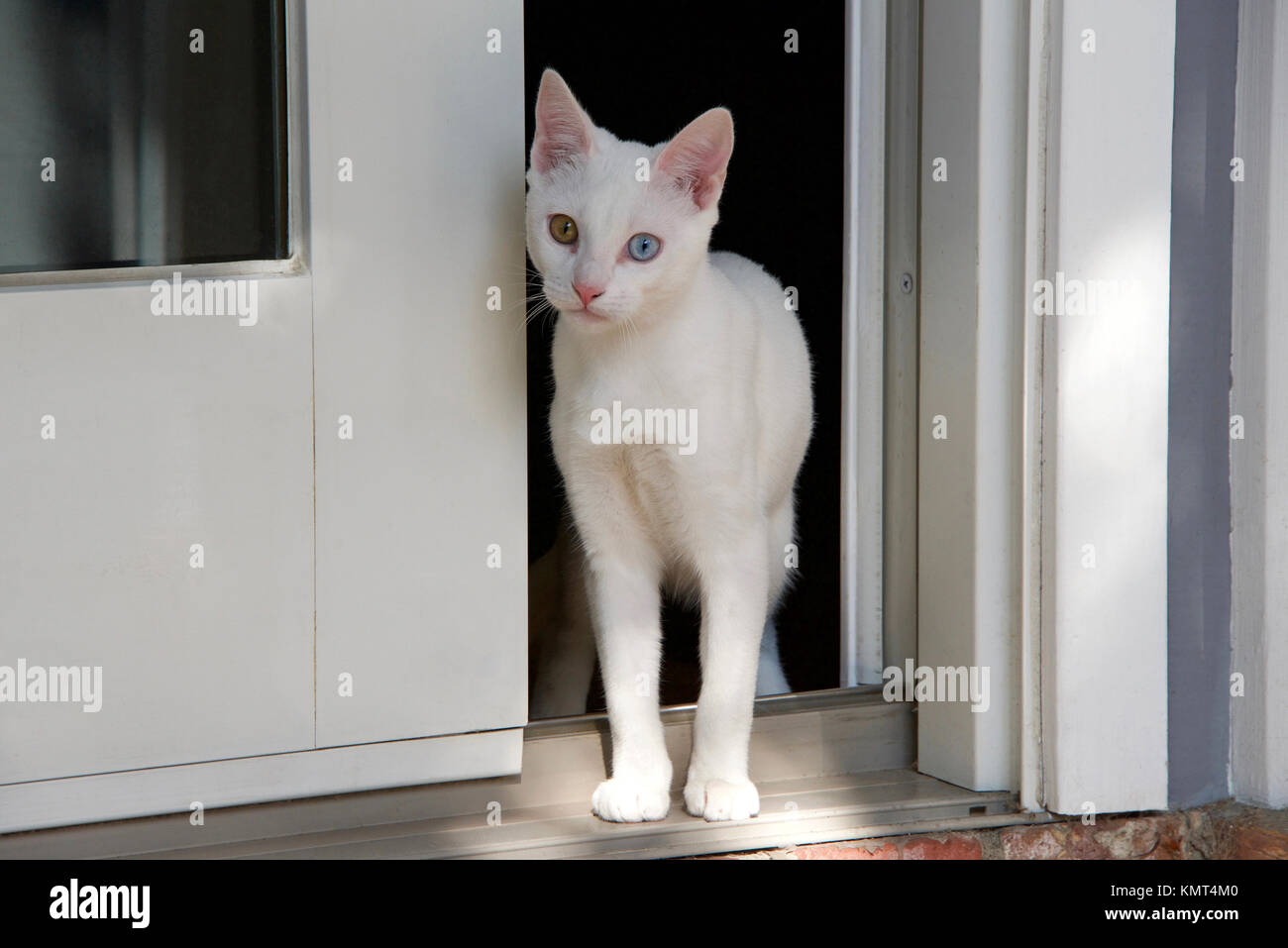 Small White Kitten With Heterochromia Eyes Standing At Sliding