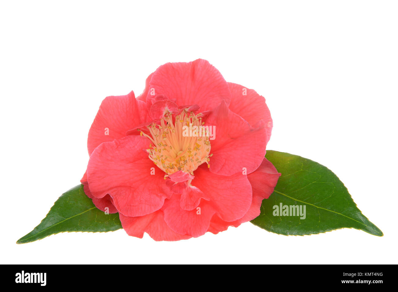 Camellia japonica isolated on white background. Known as common camellia,  or Japanese camellia, is one of the best known species of the genus Camelli Stock Photo