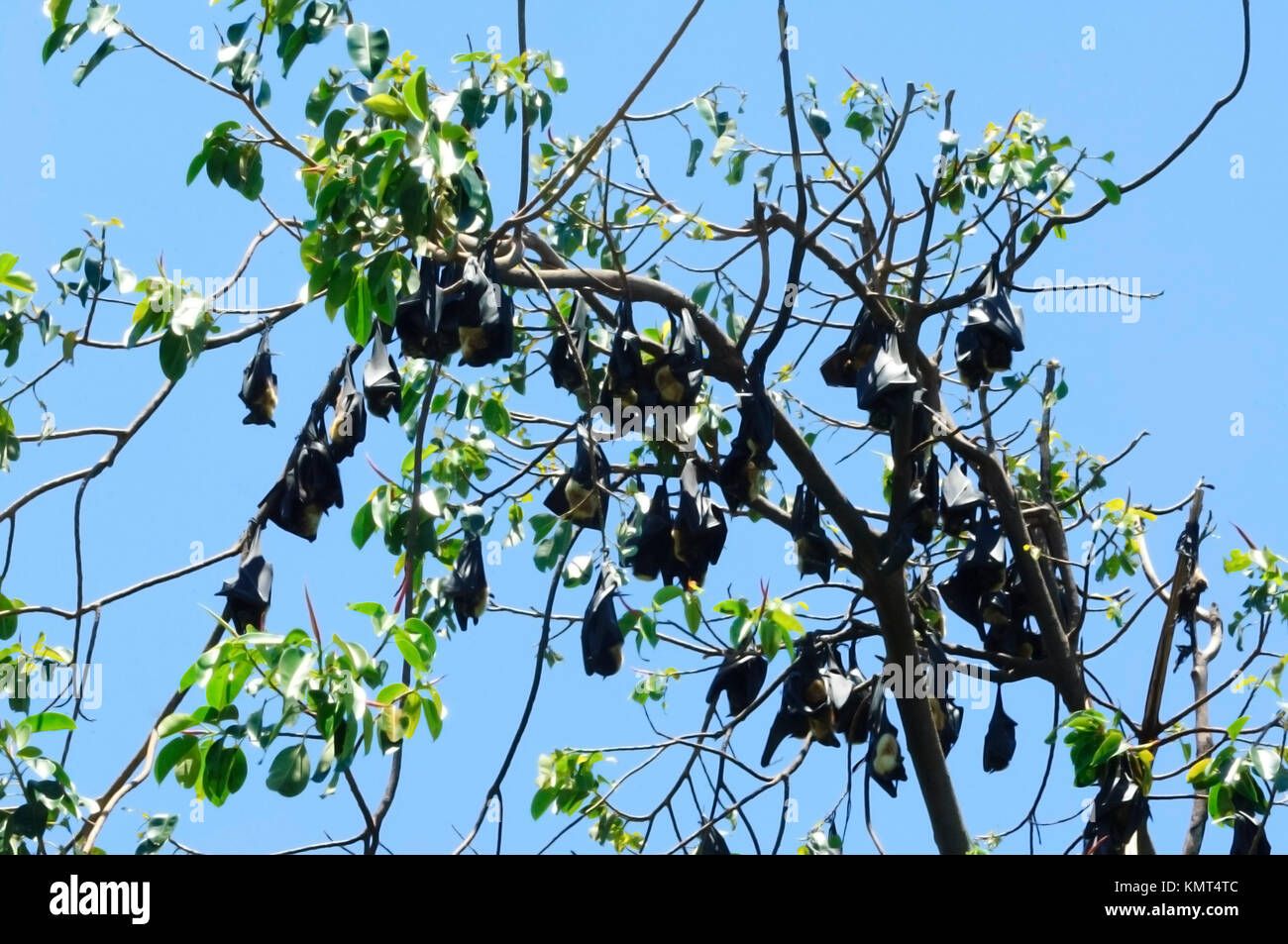 Colony of Spectacled flying fox or Spectacled Fruit Bat (Pteropus conspicillatus) Cairns Centre. It is a megabat that lives in Queensland, Australia Stock Photo