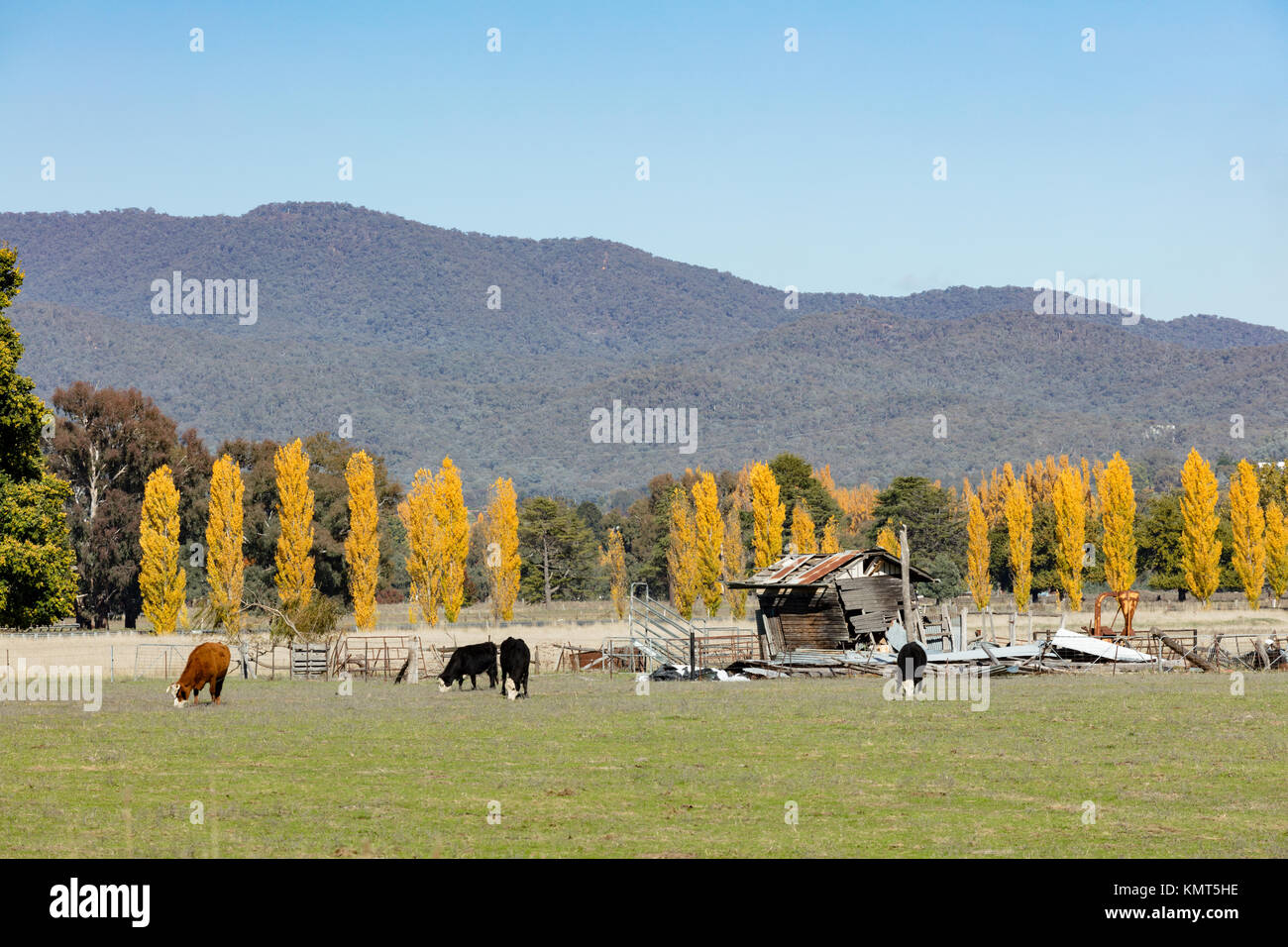 Radiant autumn  colour of the golden poplars in Tumut in the Snowy Mountains in southern New South Wales. Stock Photo