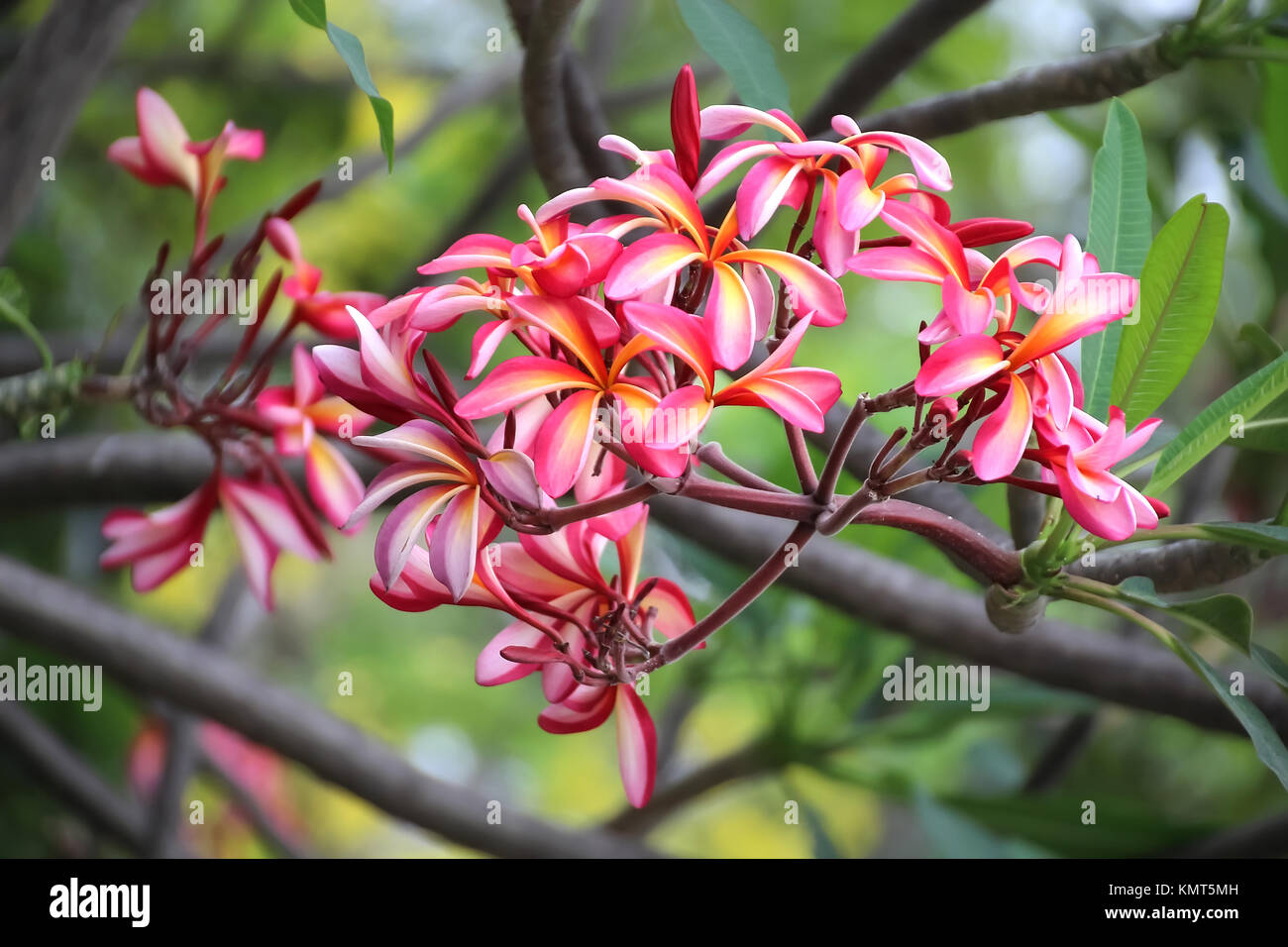 Beautiful red flower bush, Plumeria or Frangipani flower on tree Stock Photo