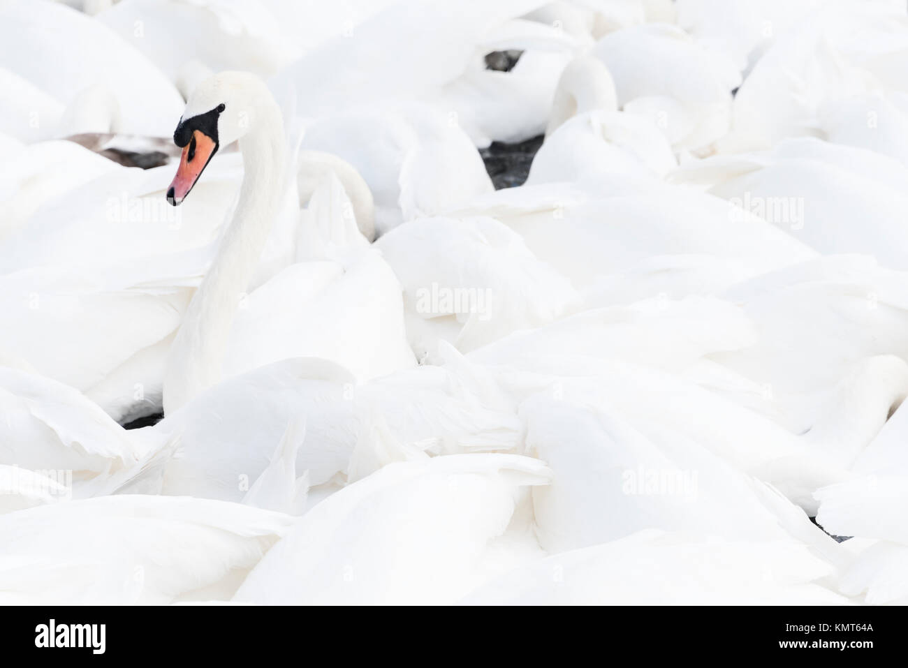 Swan in the lake standing out from the group Stock Photo Alamy