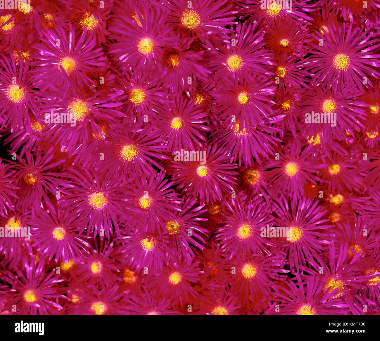 Livingstone Daisies (Mesembryanthemum nodiflorum Stock Photo Alamy