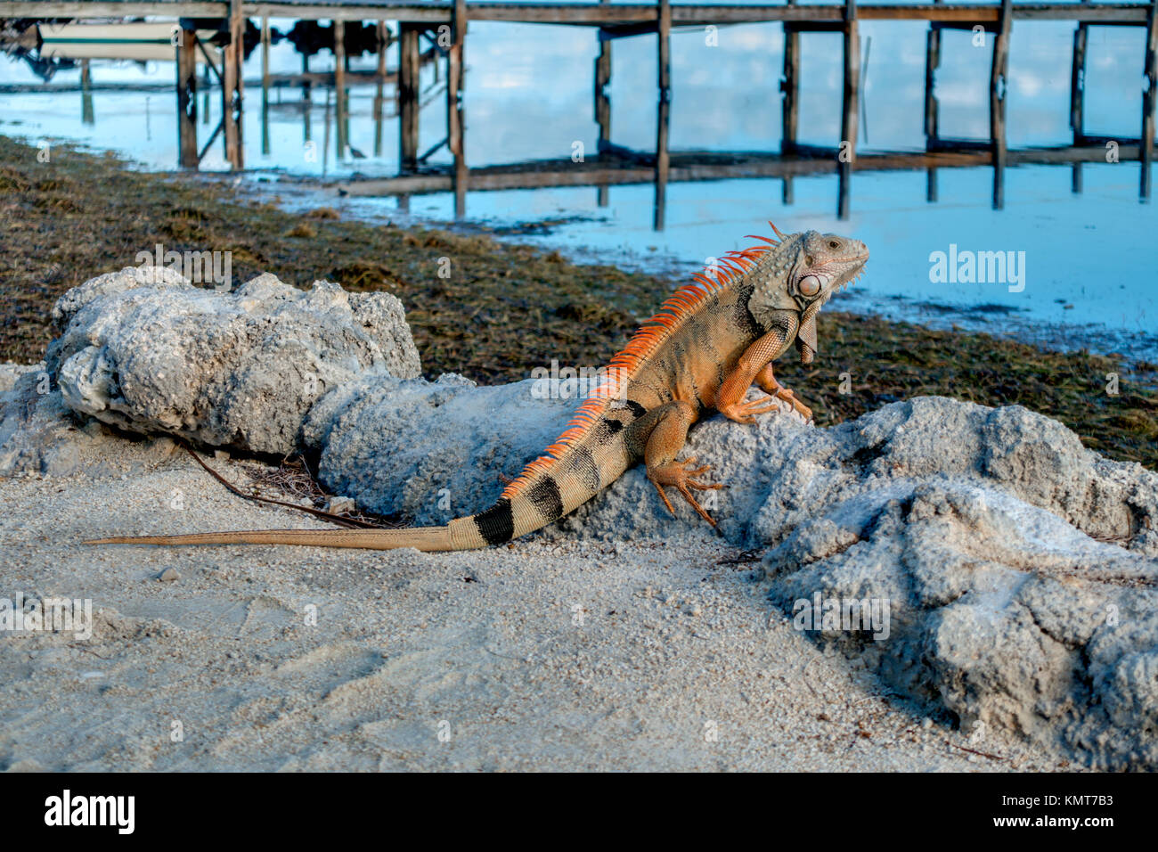 Green Iguana, Florida Keys Stock Photo