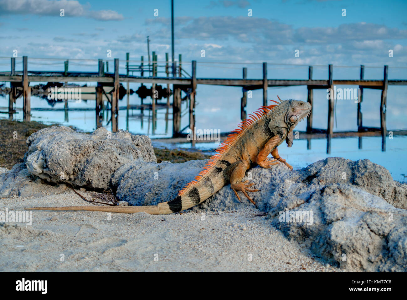 Green Iguana, Florida Keys Stock Photo