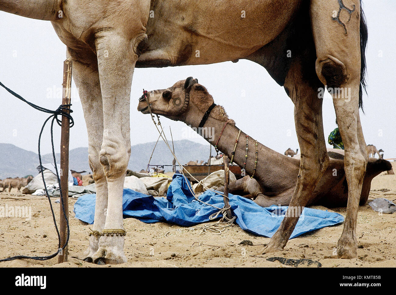Camels at the Pushkar annual fair, the largest animal fair in the world.  Ajmer, Rajasthan, India Stock Photo - Alamy