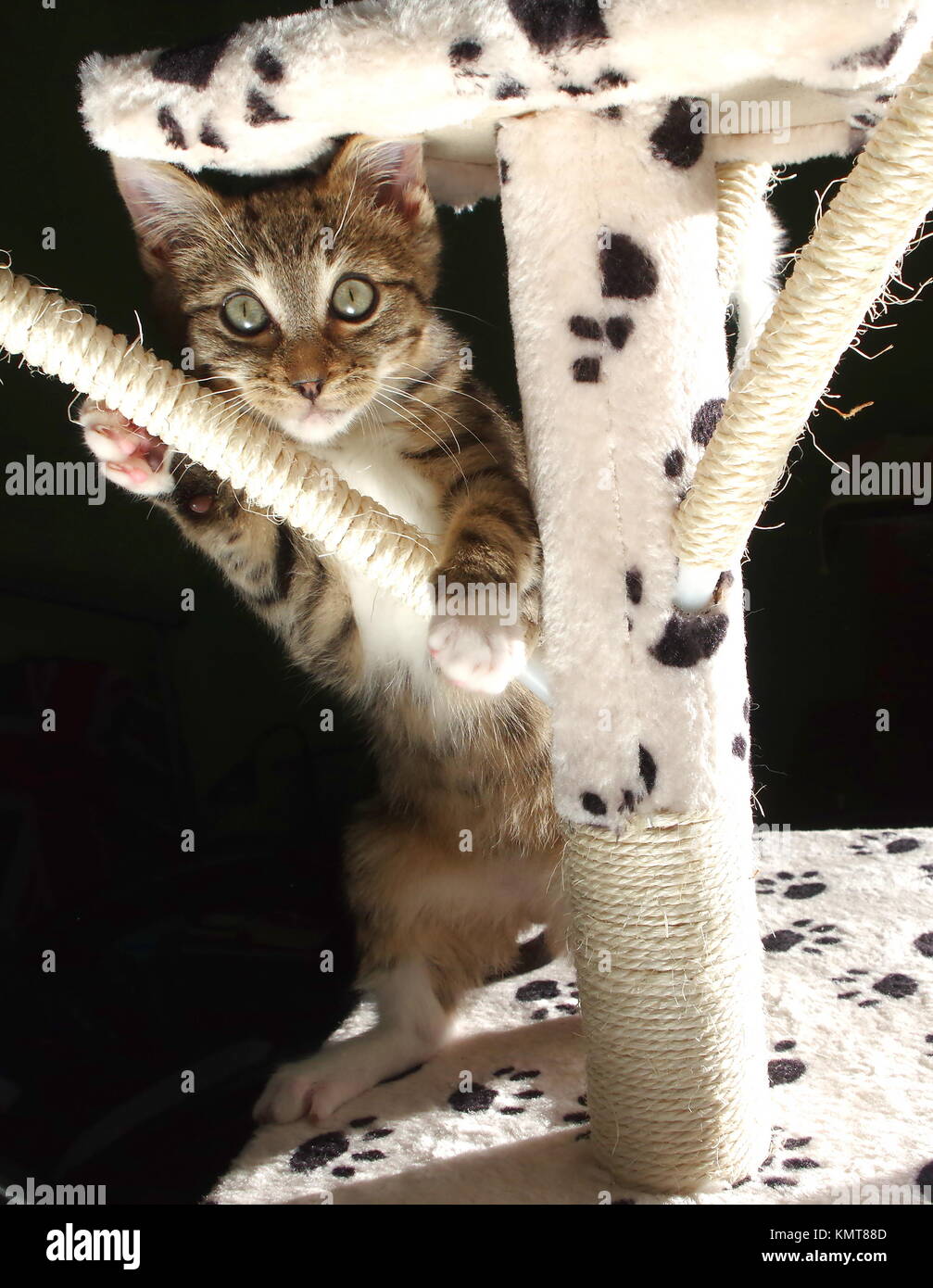 Kitten playing on cat tree Stock Photo Alamy