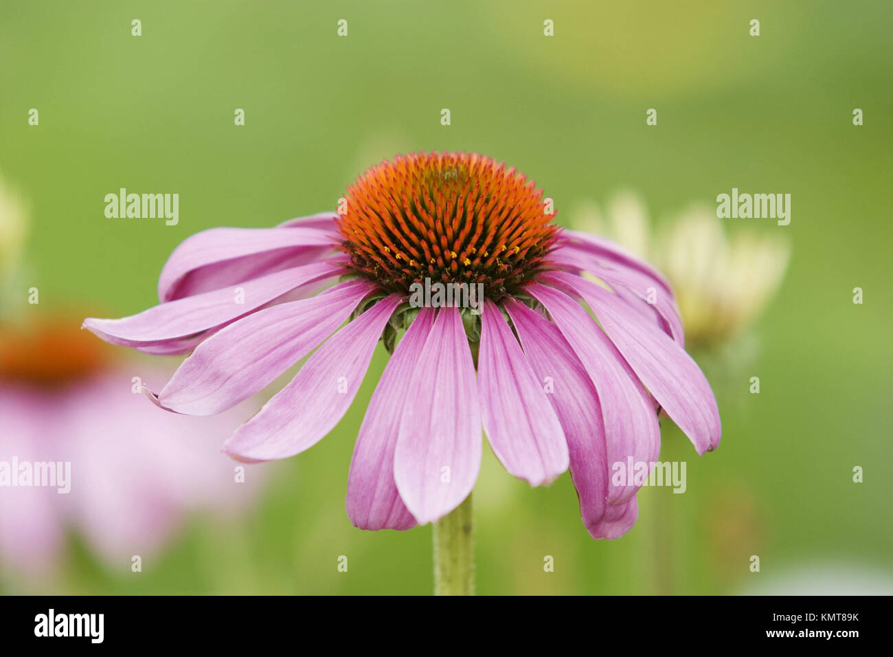 Purple Coneflower (Echinacea angustifolia) medicinal plant Stock Photo Alamy
