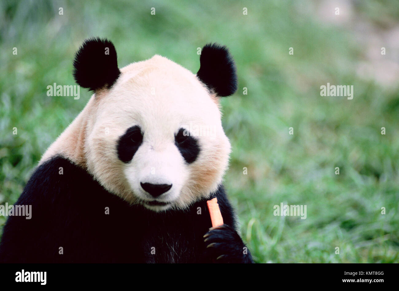 Panda. Bronx zoo. Nueva York.New York. USA Stock Photo Alamy