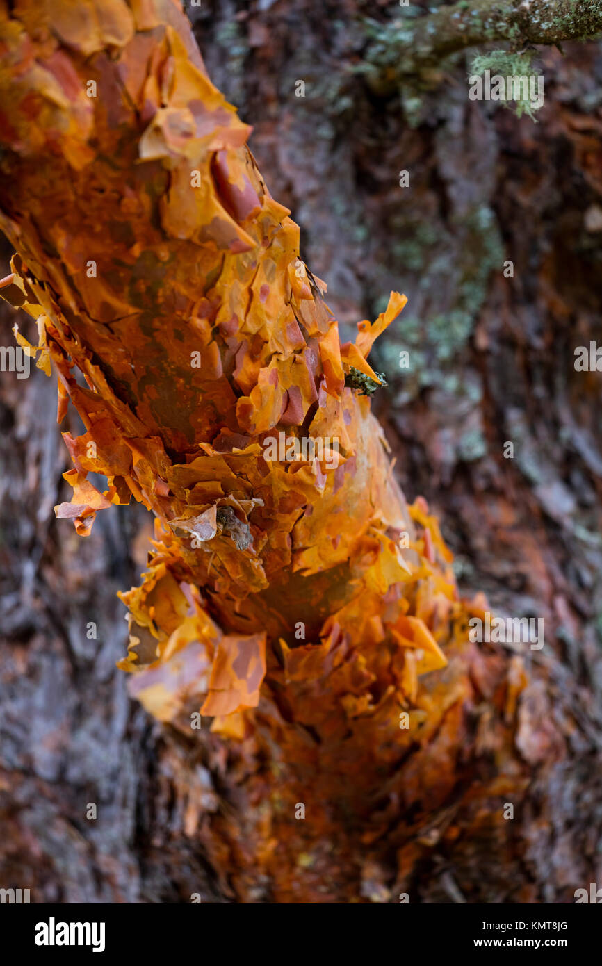 Pino silvestre pinus sylvestris l hi-res stock photography and images ...