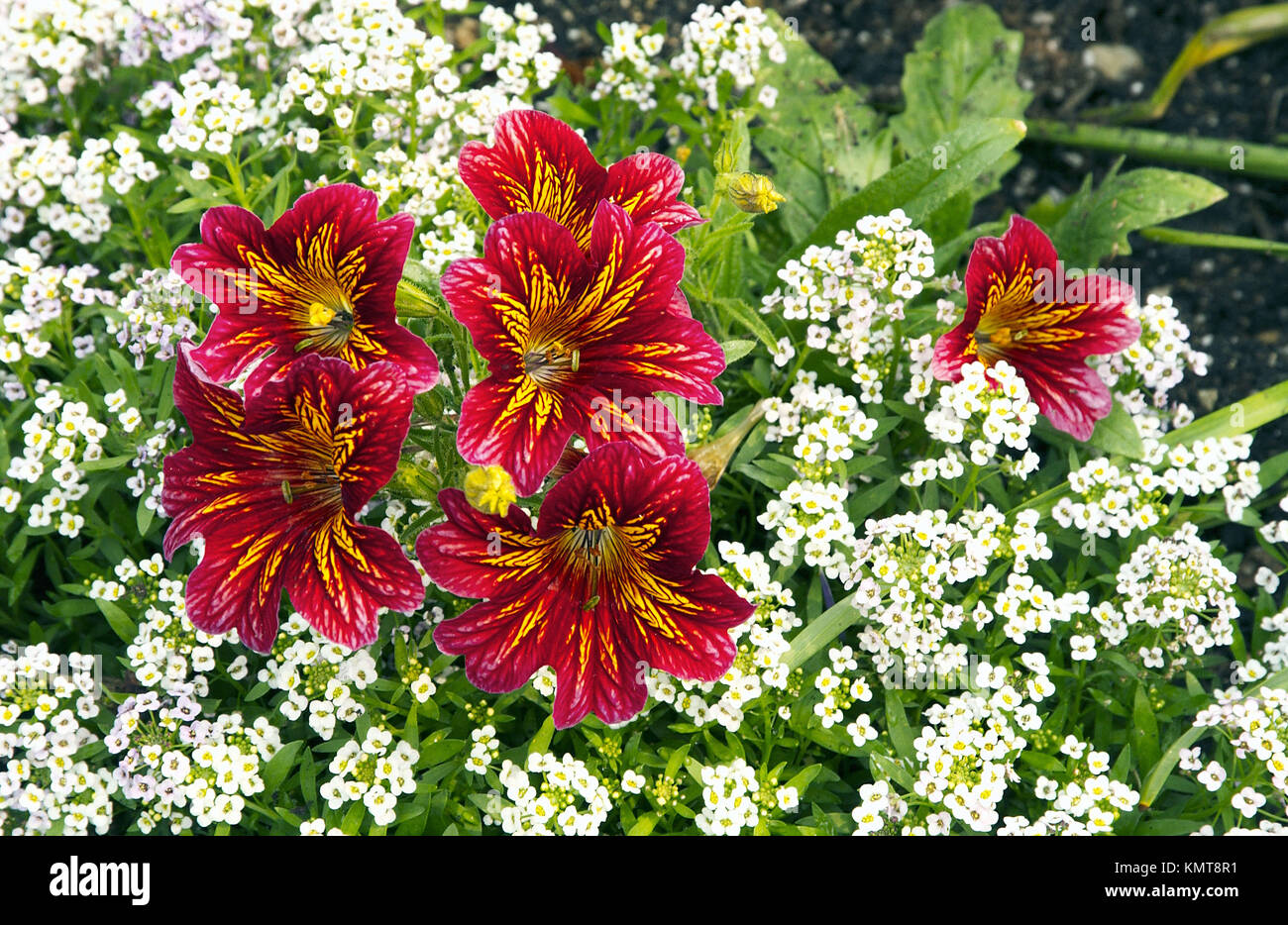 Painted Tongue flower (Salpiglossis sinuata), native of Chile Stock