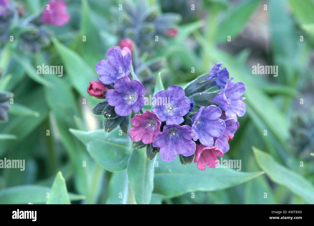 Planta pulmonaria hi-res stock photography and images - Alamy