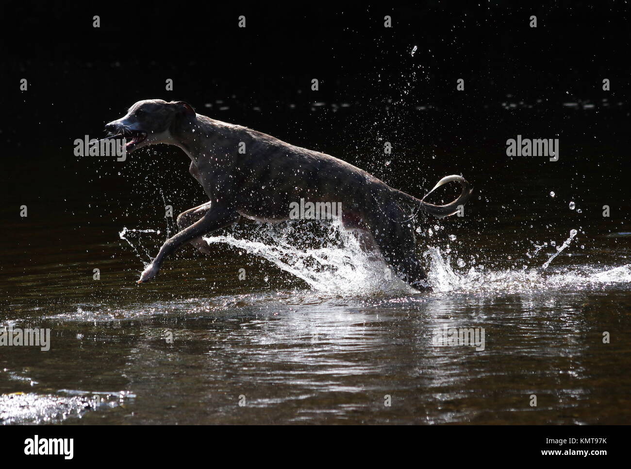 Whippet playing in water Stock Photo Alamy