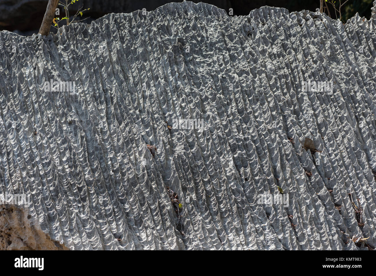 Detailed texture on surface of limestone outcrop due to weathering. Tsingy de Bemaraha National Park. Madagascar, Africa. Stock Photo