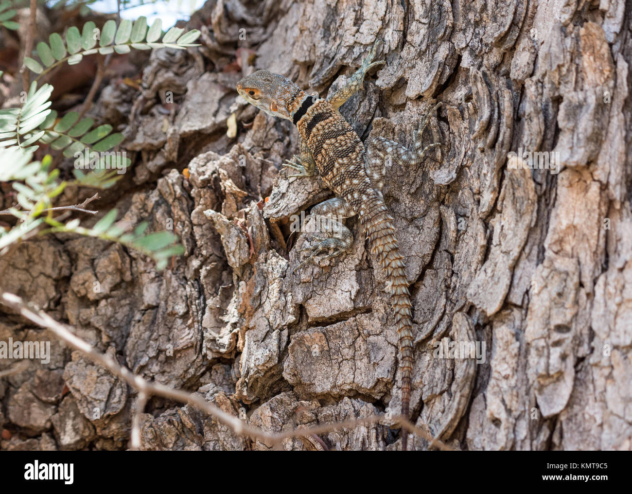 Collared tree lizard hires stock photography and images Alamy