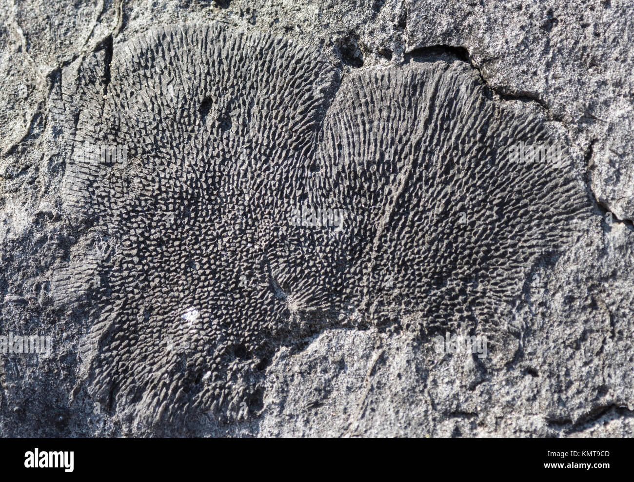 Fossilized corals preserved in Jurassic limestone in Tsingy de Bemaraha National Park