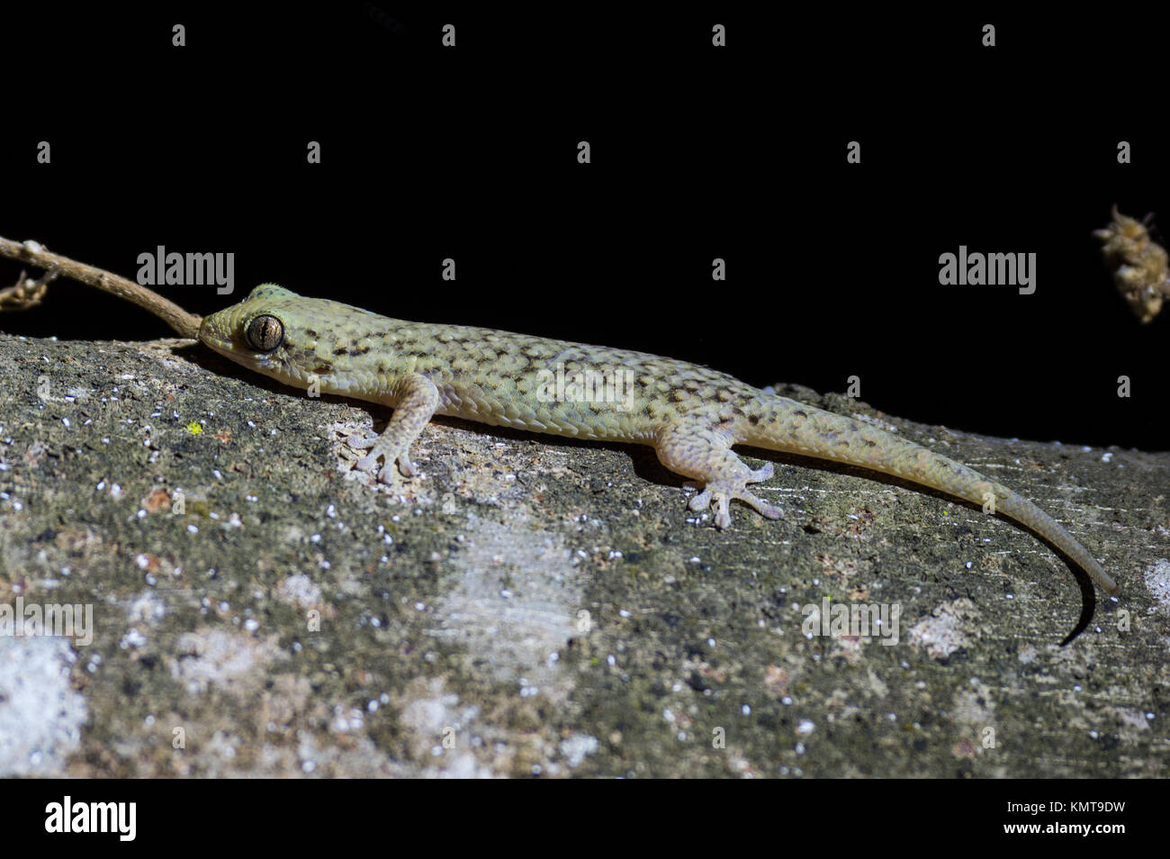 Fish scaled gecko hires stock photography and images Alamy