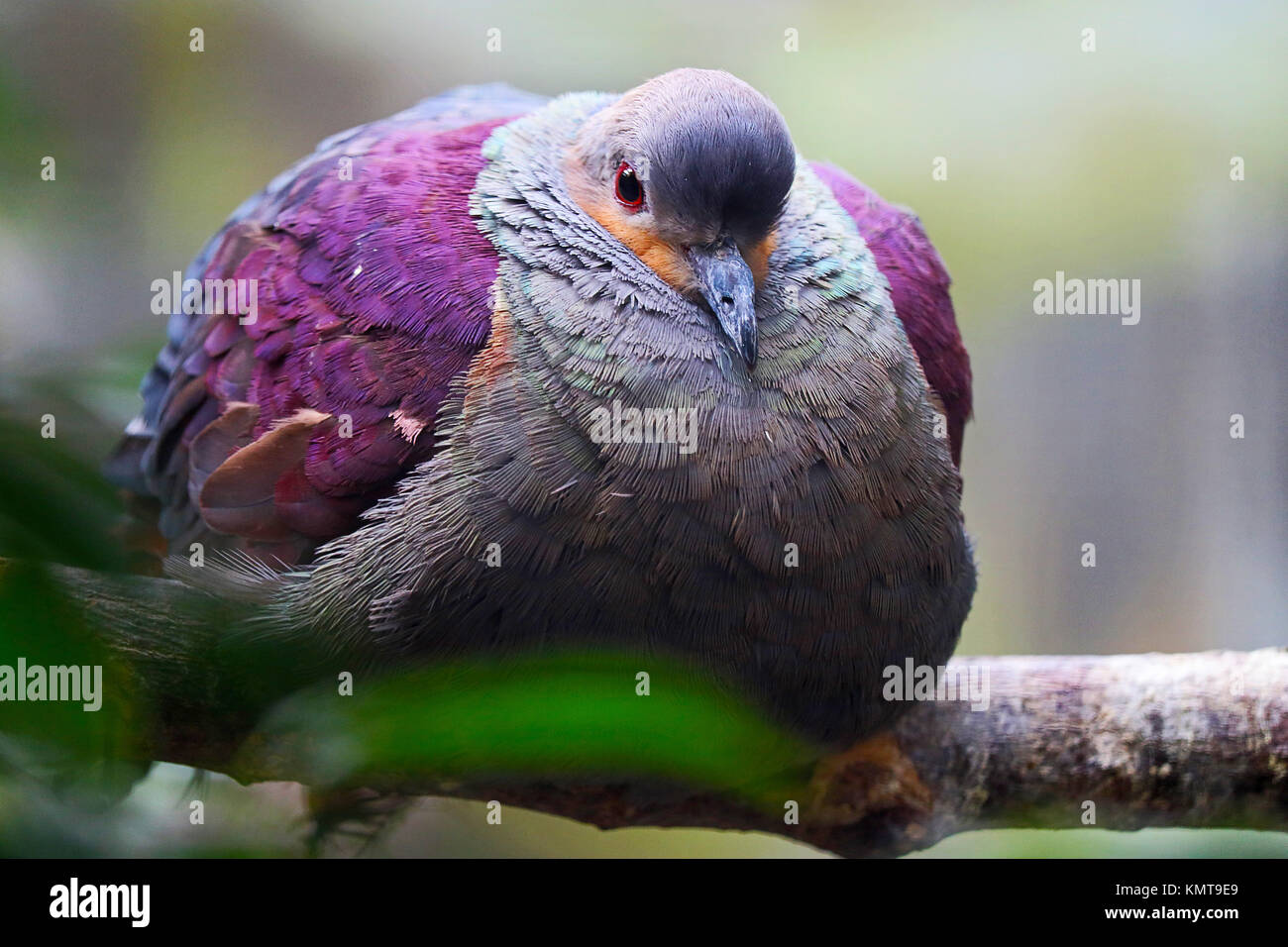 Fat or puffed up crested quail-dove geotrygon versicolor bird sitting on a branch Stock Photo