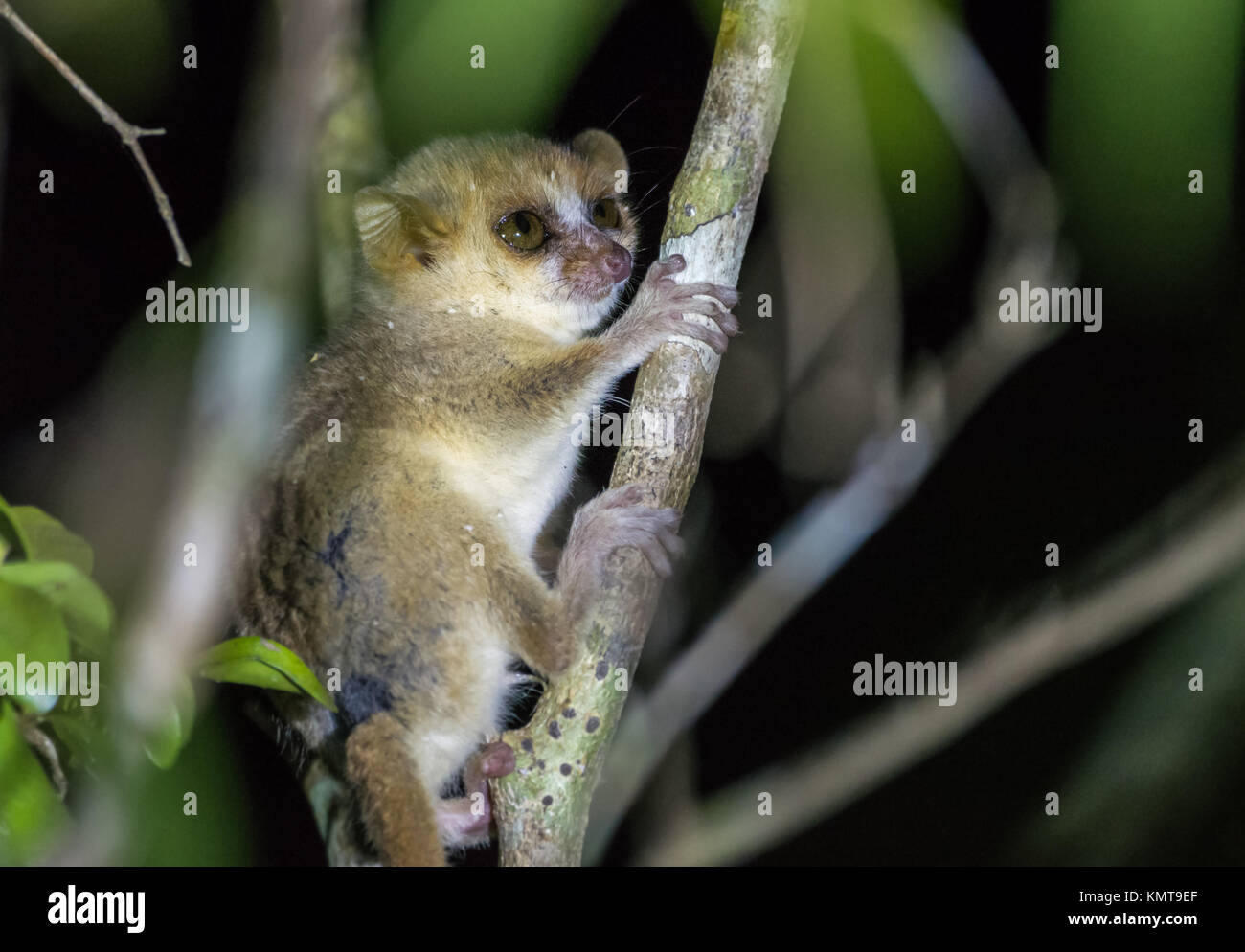 A Grey Mouse Lemur (Microcebus murinus) is a nocturnal primate. Kirindy Forest Reserve. Madagascar, Africa. Stock Photo
