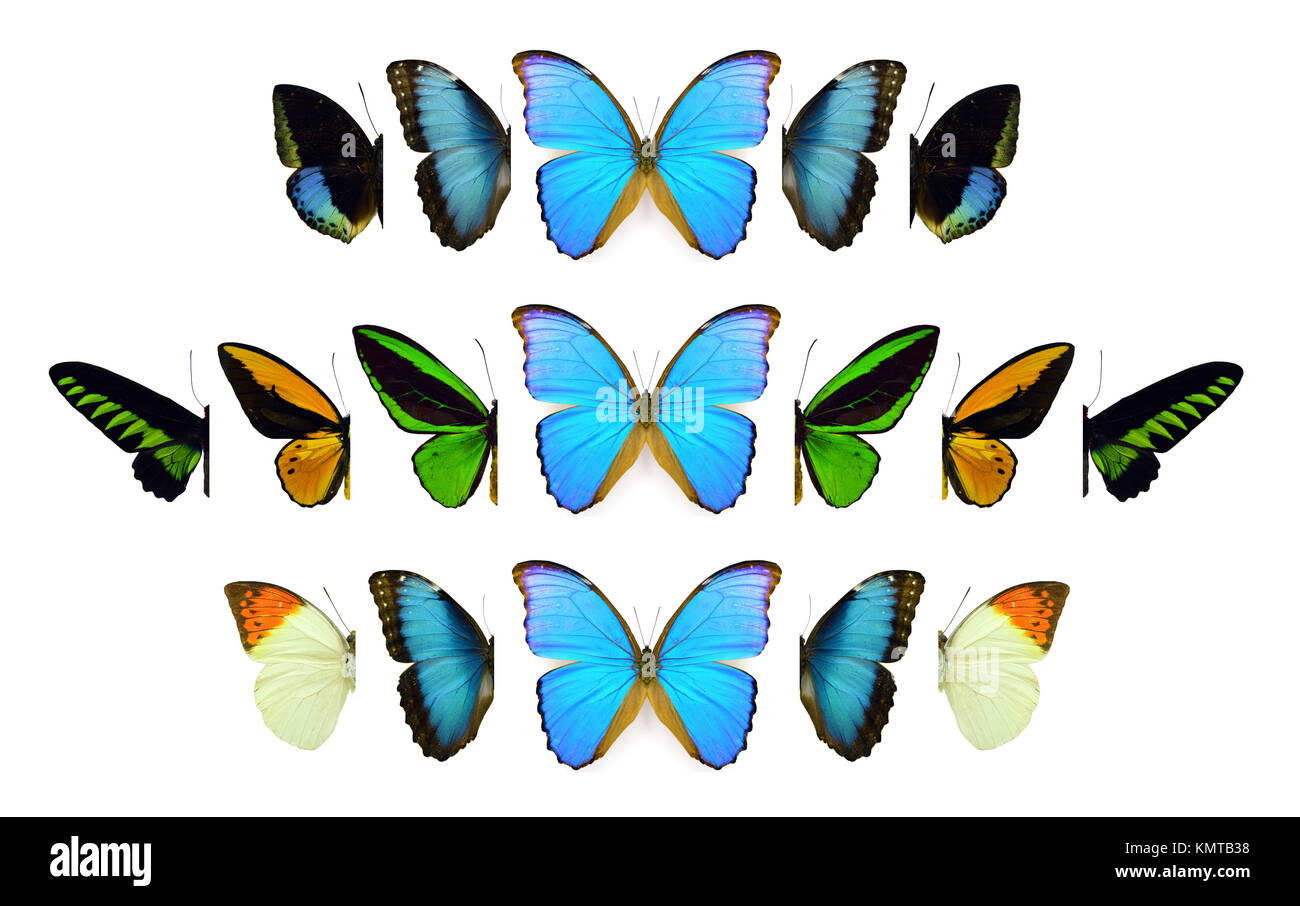 Collection of beautiful exotic colorful butterflies isolated on white ...