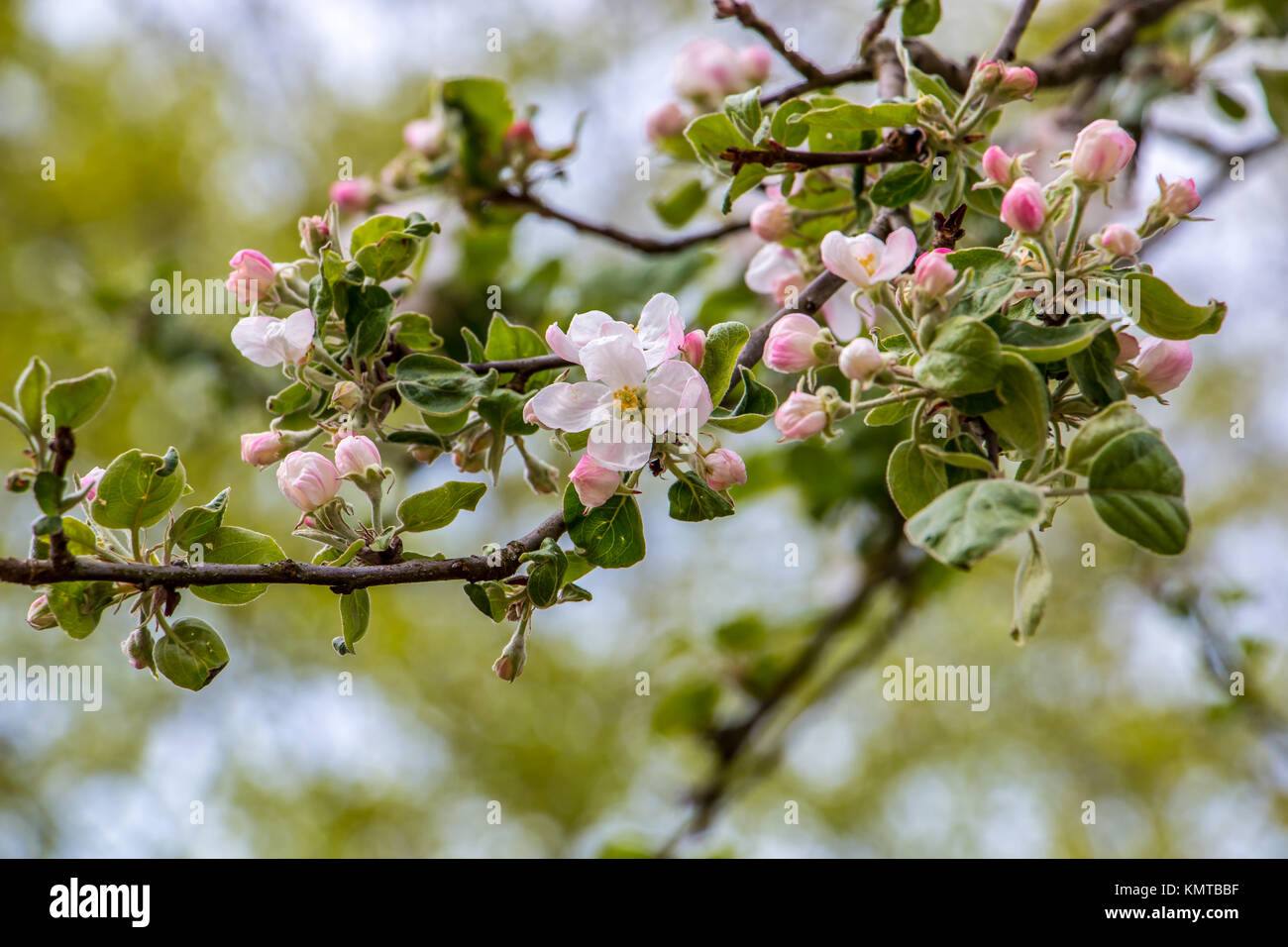 White apple tree bloosoms and green leaves Stock Photo