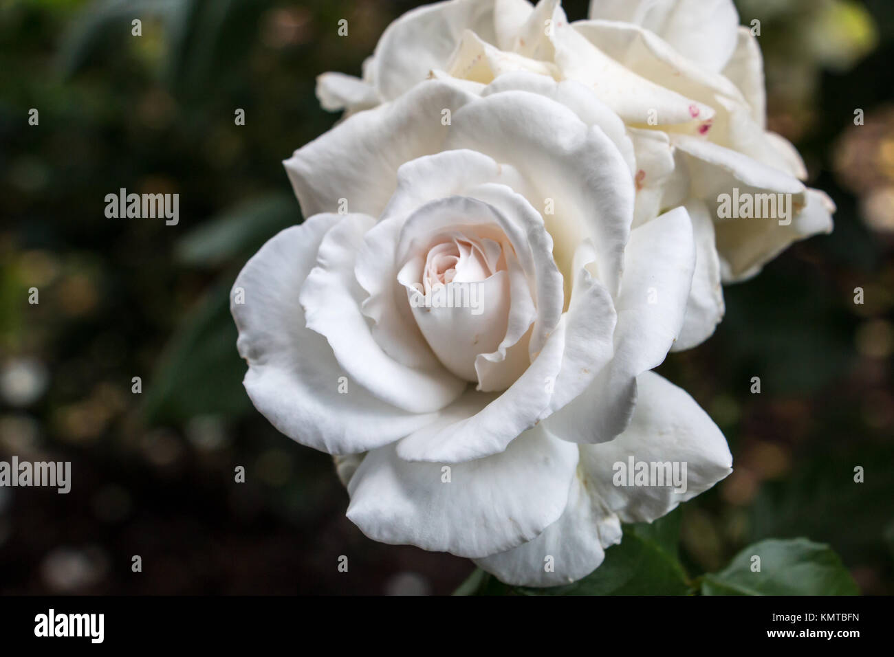 White rose on the green field of the park Stock Photo Alamy