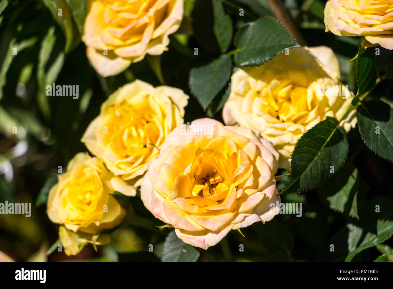 Yellow roses on the green field of the park Stock Photo Alamy