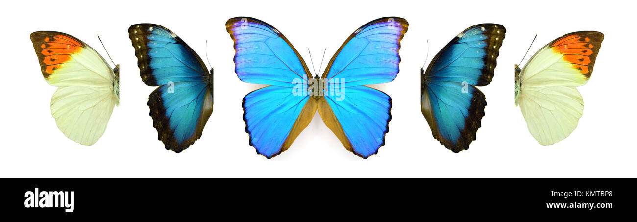 Collection of beautiful exotic colorful butterflies isolated on white ...
