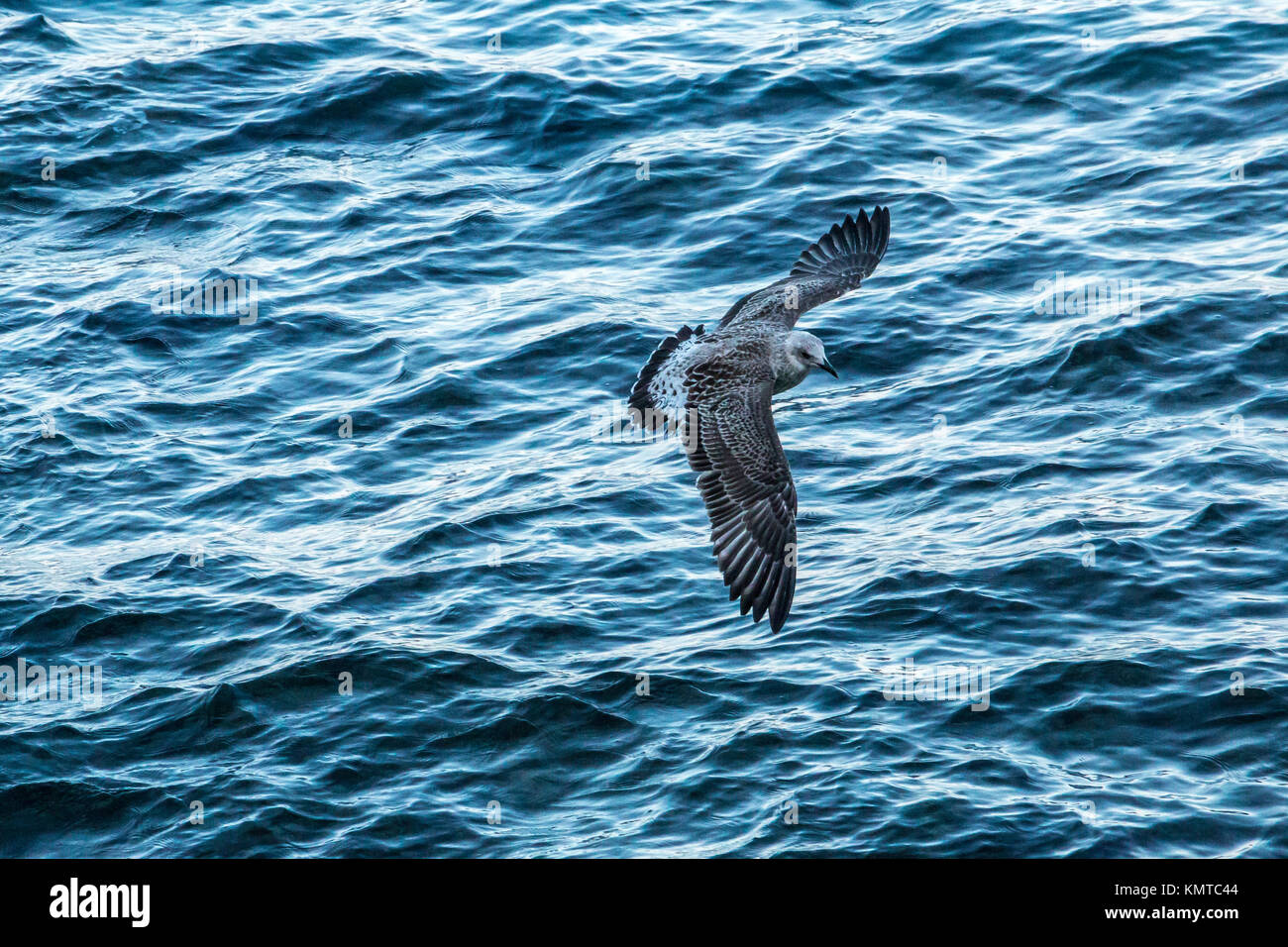 Flying sea mew above the sea of Turkey Stock Photo