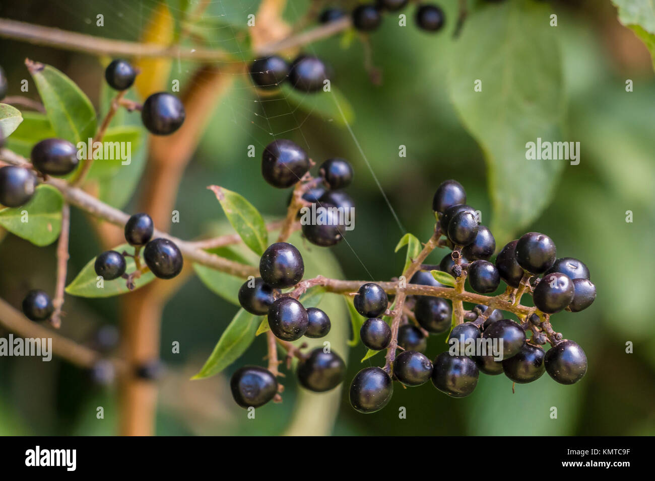 Black berries and green leaves on a bush in the garden Stock Photo
