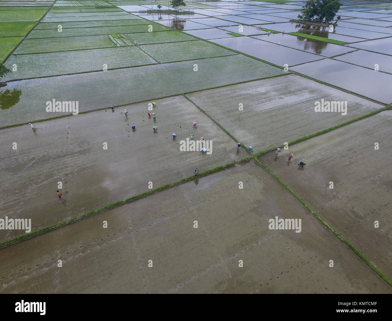 Farmer planting rice in South Sulawesi - Indonesia Stock Photo - Alamy