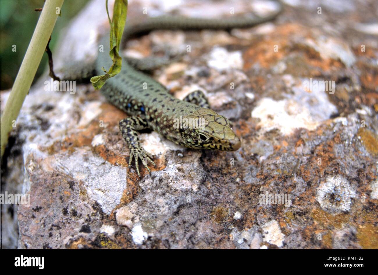 Greek Rock Lizard (Lacerta graeca Stock Photo Alamy
