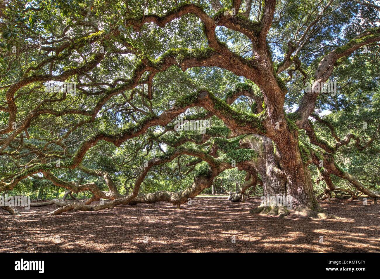 ancient live oak tree in south carolina, hdr image Stock Photo Alamy