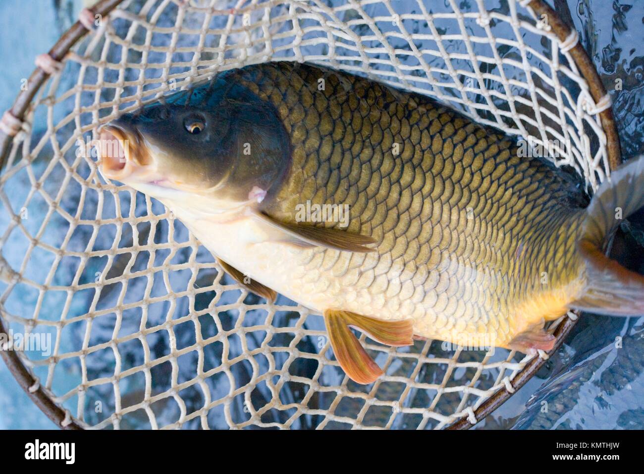 Christmas carp (Czech Christmas tradition Stock Photo - Alamy