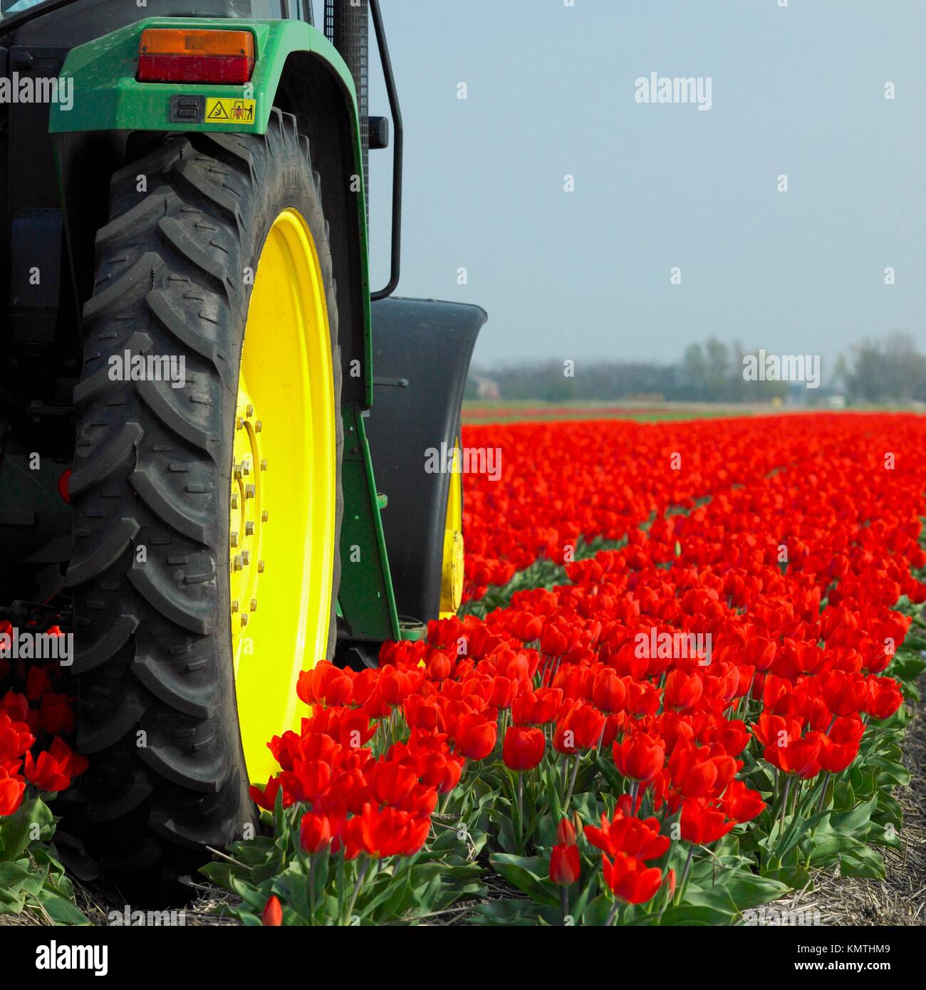 tractor on the tulip field, Netherlands Stock Photo Alamy
