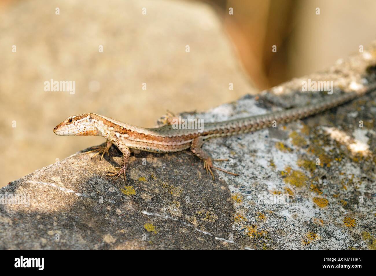 Zoology Wildlife Herpetology Wall Common Podarcis Muralis Lacertidae Hi zoology-wildlife-herpetology-wall-common-podarcis-muralis-lacertidae-hi