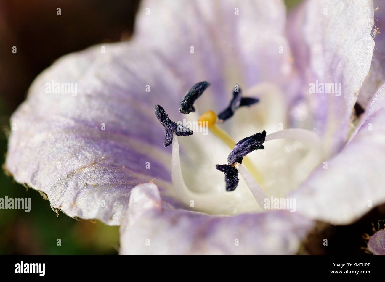 Mandrake (Mandragora officinarum Stock Photo - Alamy