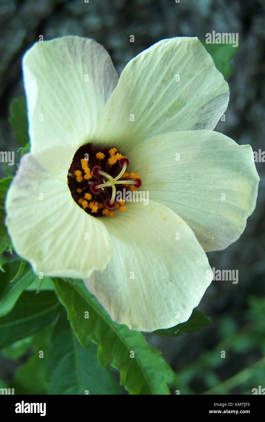 An annual hibiscus called Flower of an Hour Stock Photo Alamy