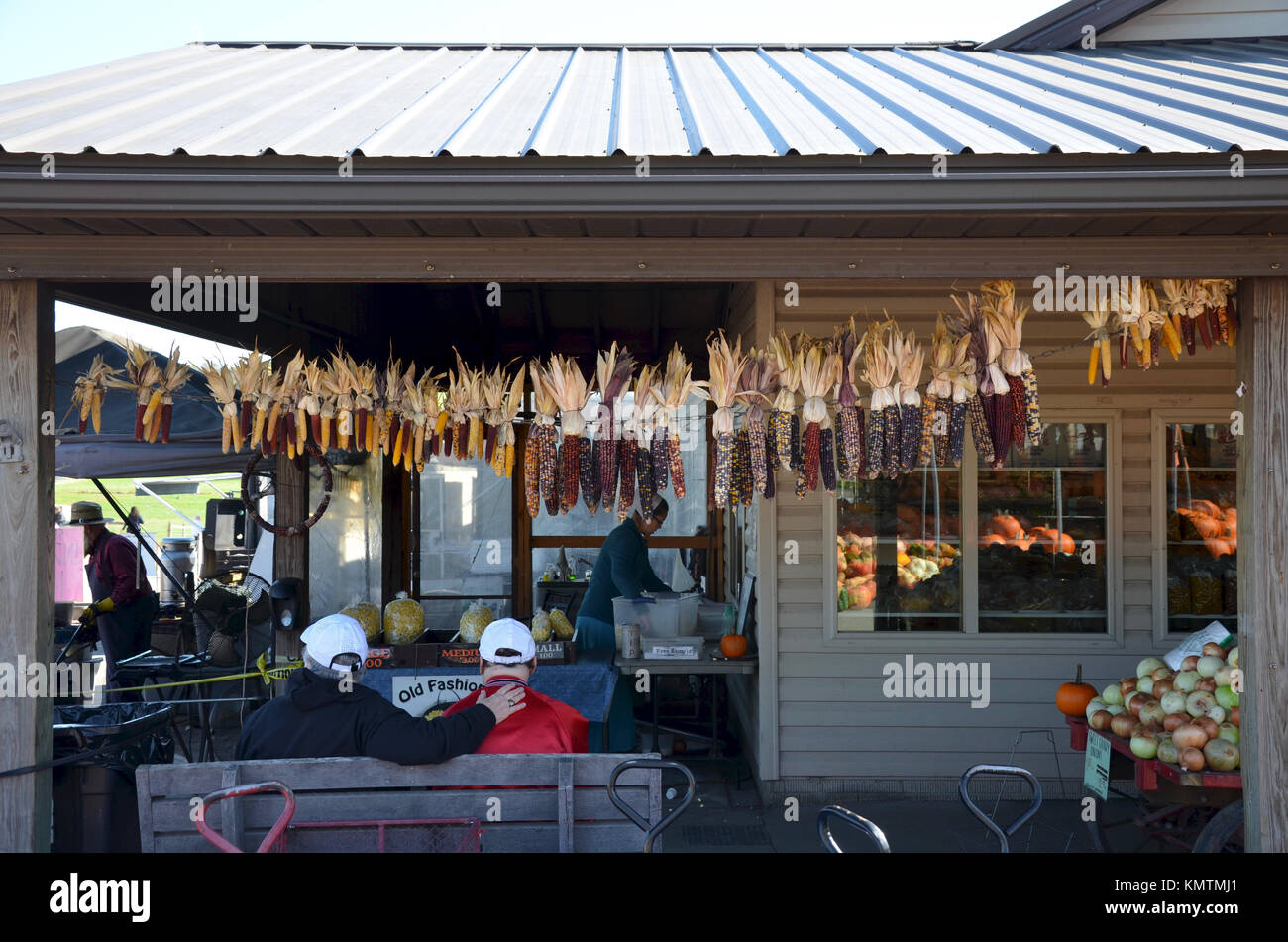 Multicolored, fiesta sweetcorn hanging up to dry at Hershberger's Farm
