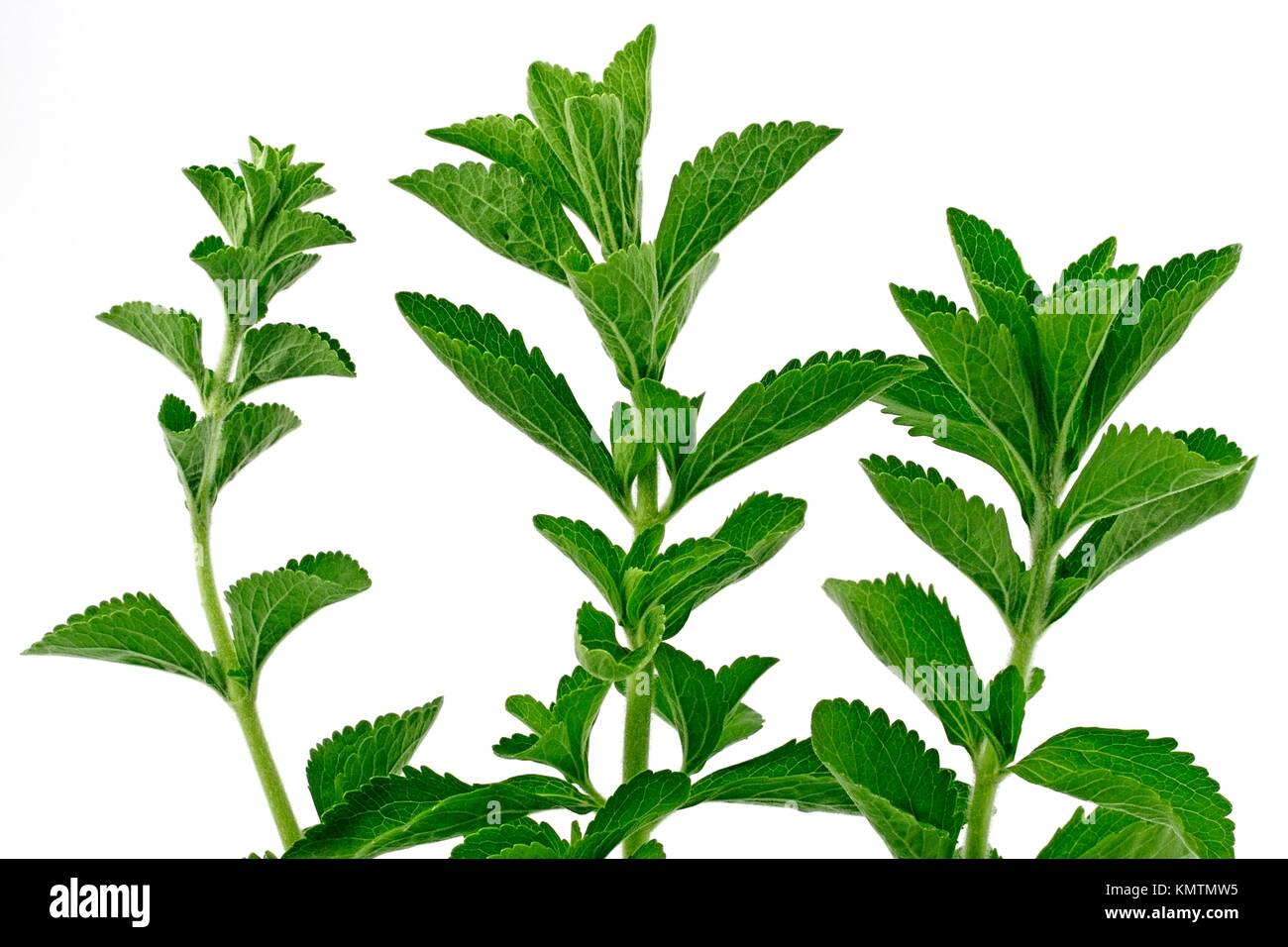 Sweet plant Stevia rebaudiana Stock Photo Alamy
