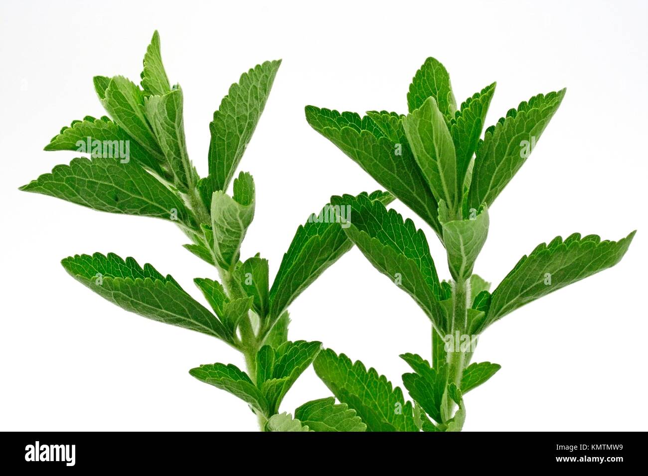 Sweet plant Stevia rebaudiana Stock Photo Alamy